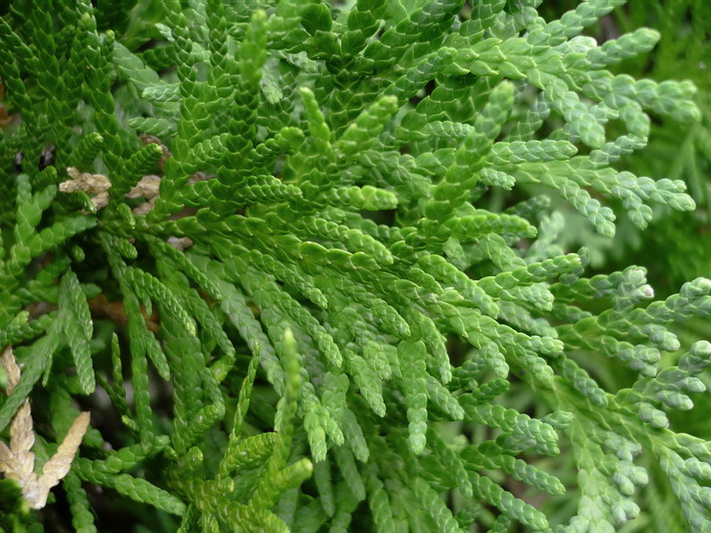 Image of Thuja occidentalis specimen.