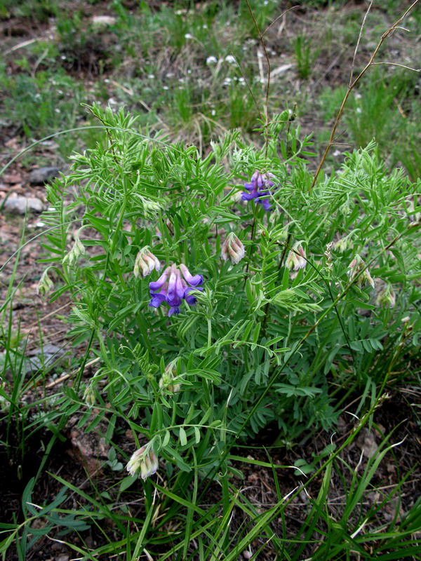 Image of Vicia multicaulis specimen.