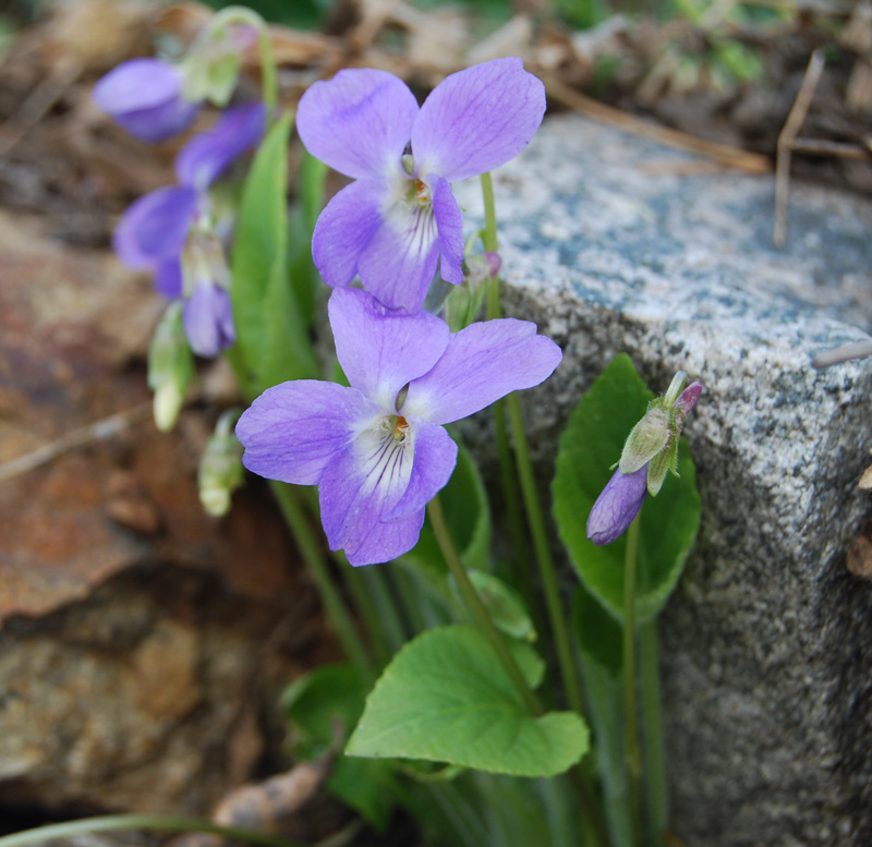 Изображение особи род Viola.