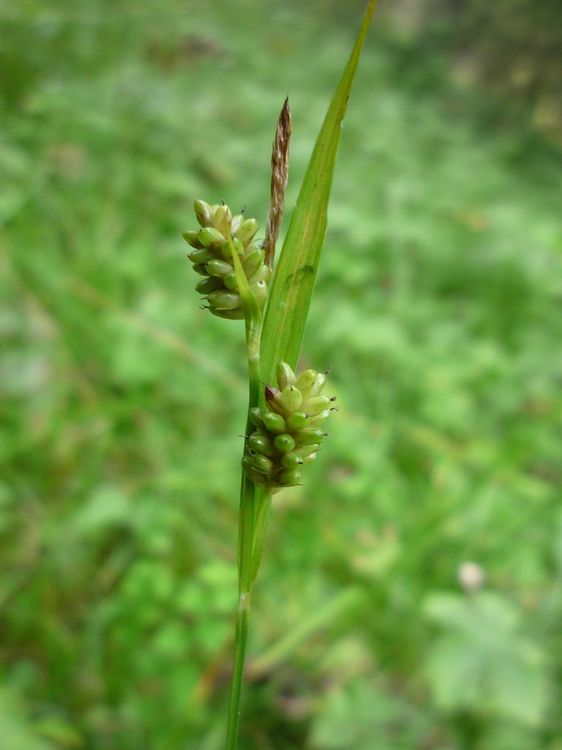 Image of Carex pallescens specimen.