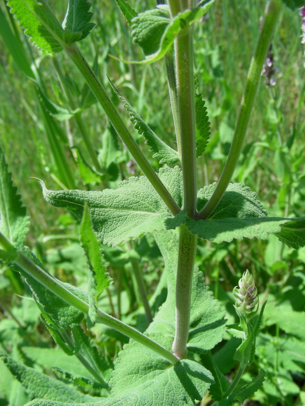 Image of Salvia deserta specimen.