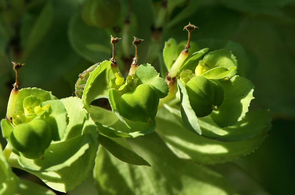 Изображение особи Euphorbia helioscopia.