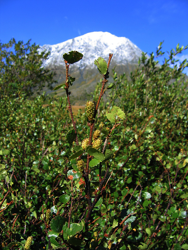 Image of Betula rotundifolia specimen.