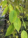 Maclura pomifera