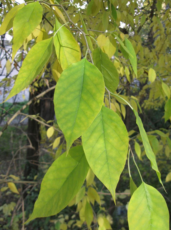 Изображение особи Maclura pomifera.