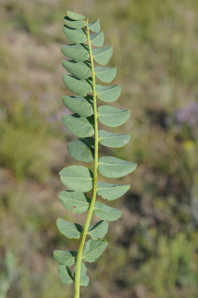 Изображение особи Astragalus sewertzowii.