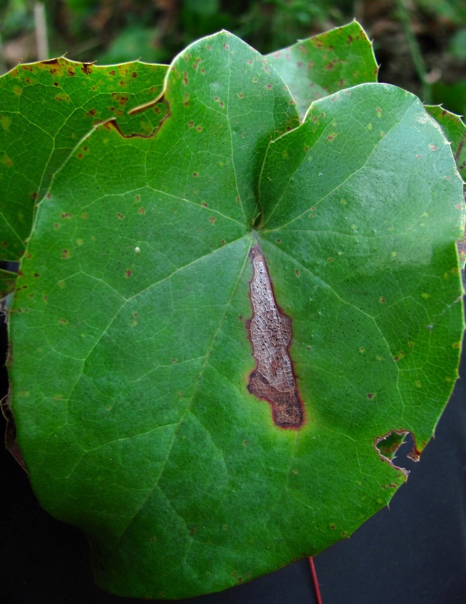 Image of Epimedium colchicum specimen.