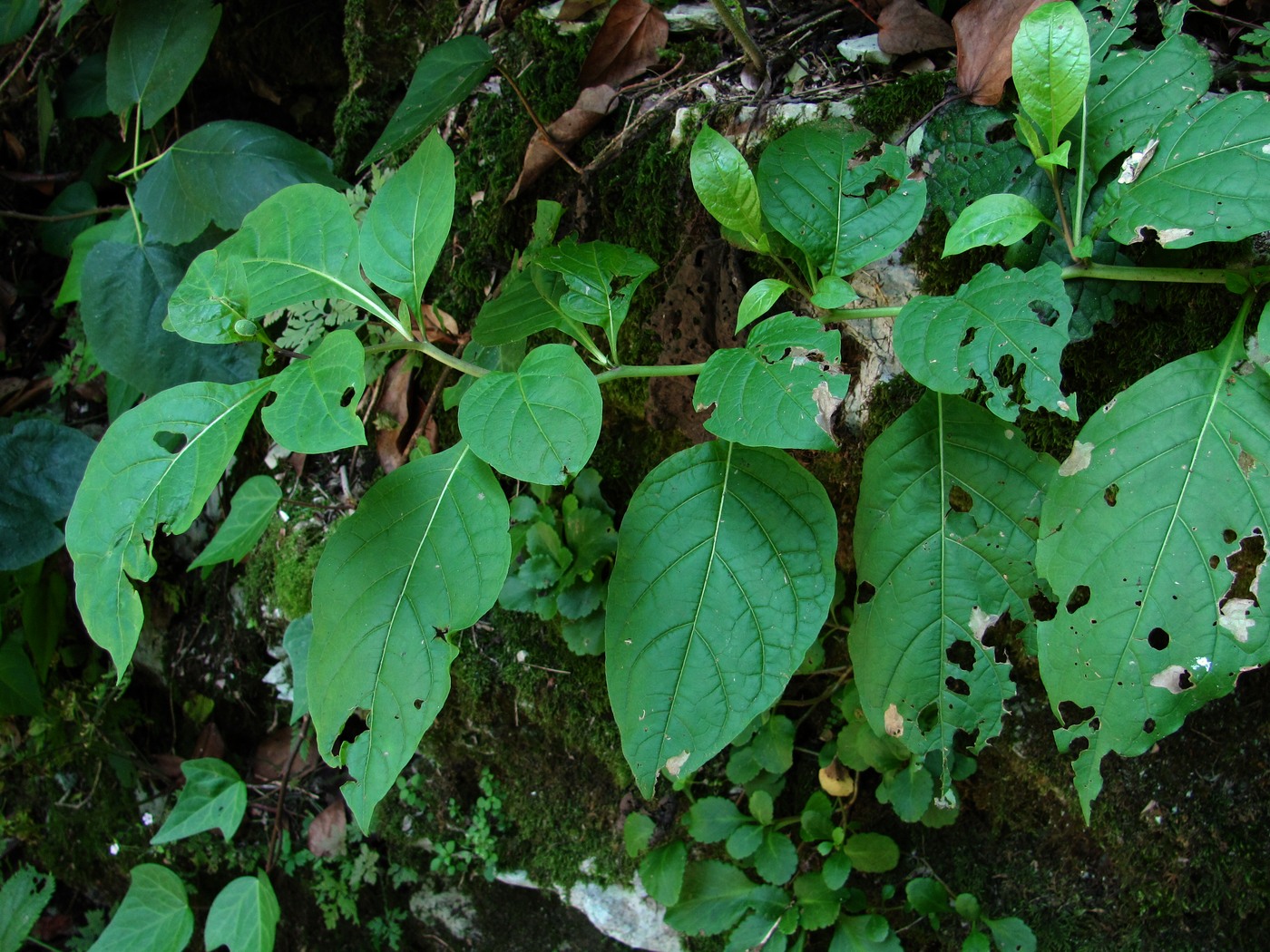 Image of Atropa caucasica specimen.