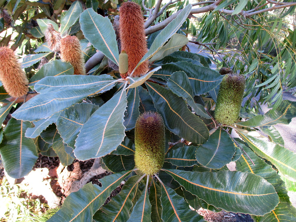 Изображение особи Banksia robur.