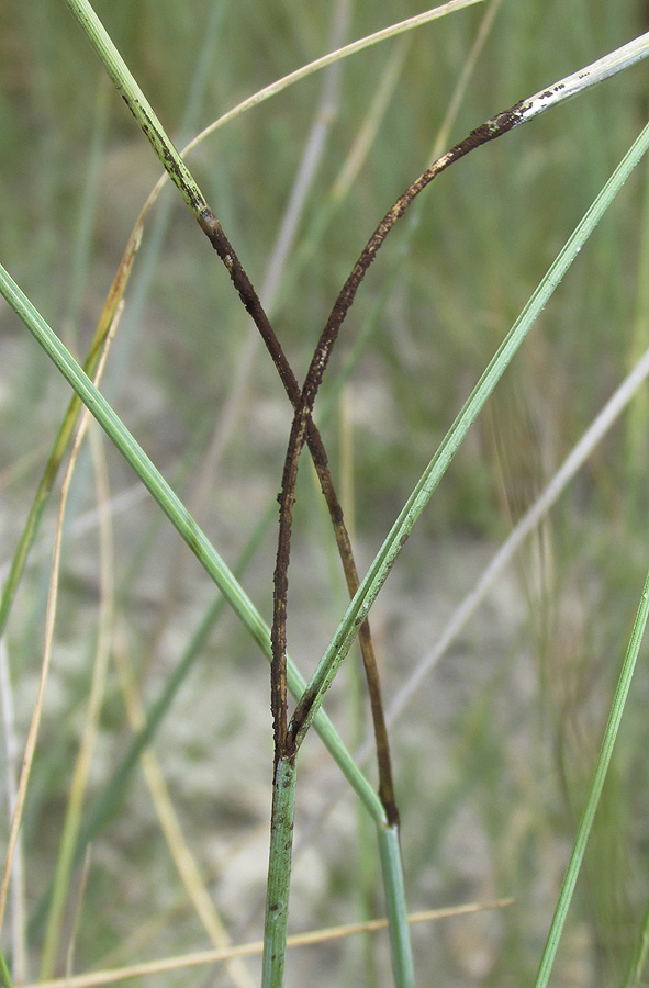 Изображение особи Elytrigia obtusiflora.