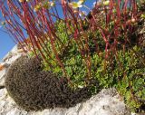 Saxifraga cartilaginea