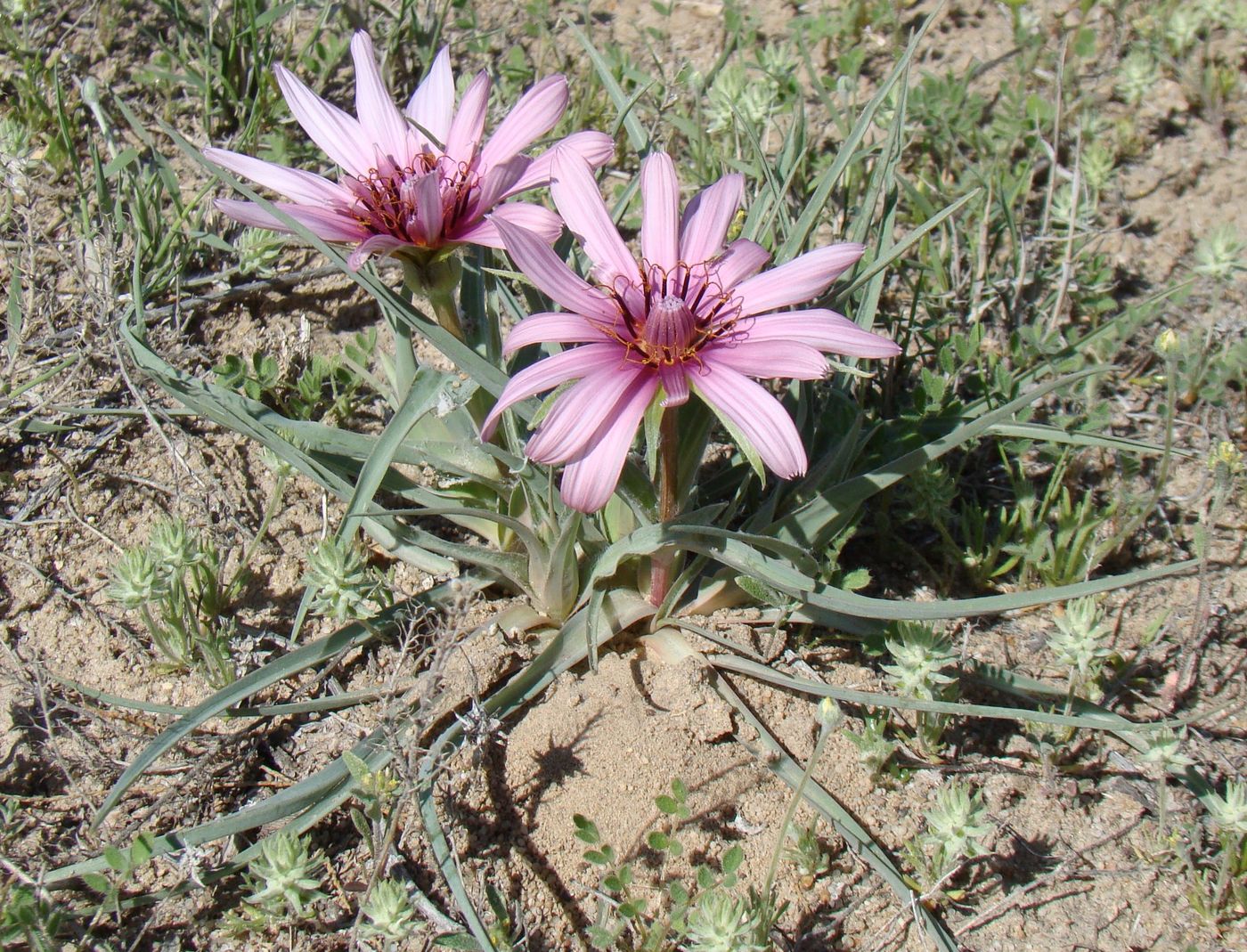 Image of Tragopogon ruber specimen.