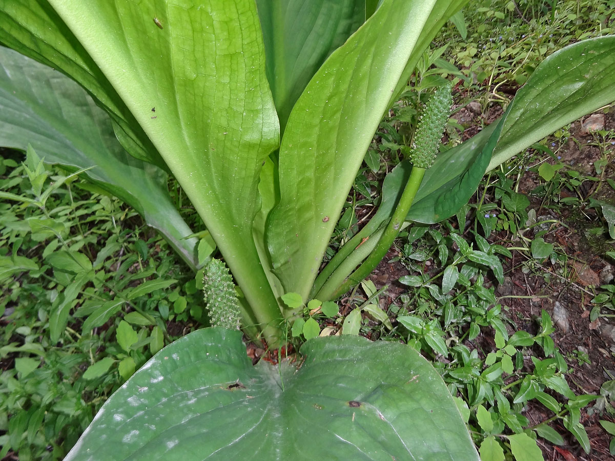 Изображение особи Lysichiton camtschatcensis.