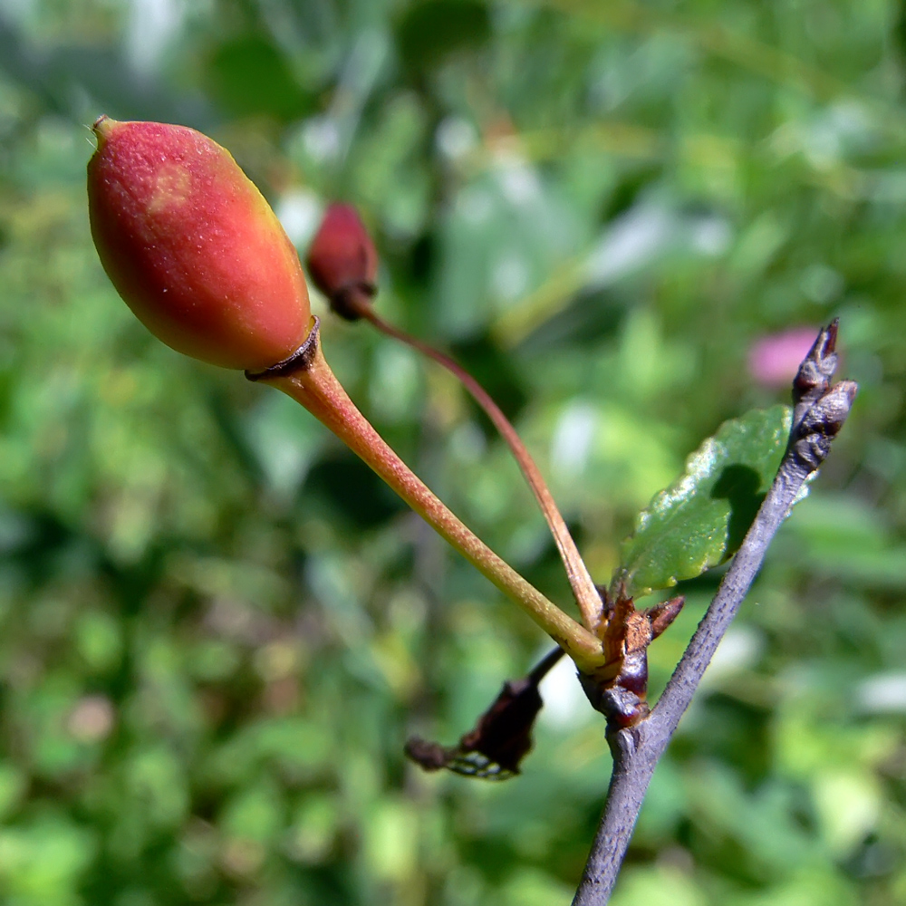 Image of Cerasus fruticosa specimen.