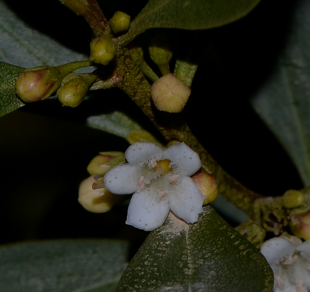 Изображение особи Myoporum boninense.