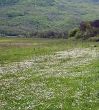 Bellis perennis