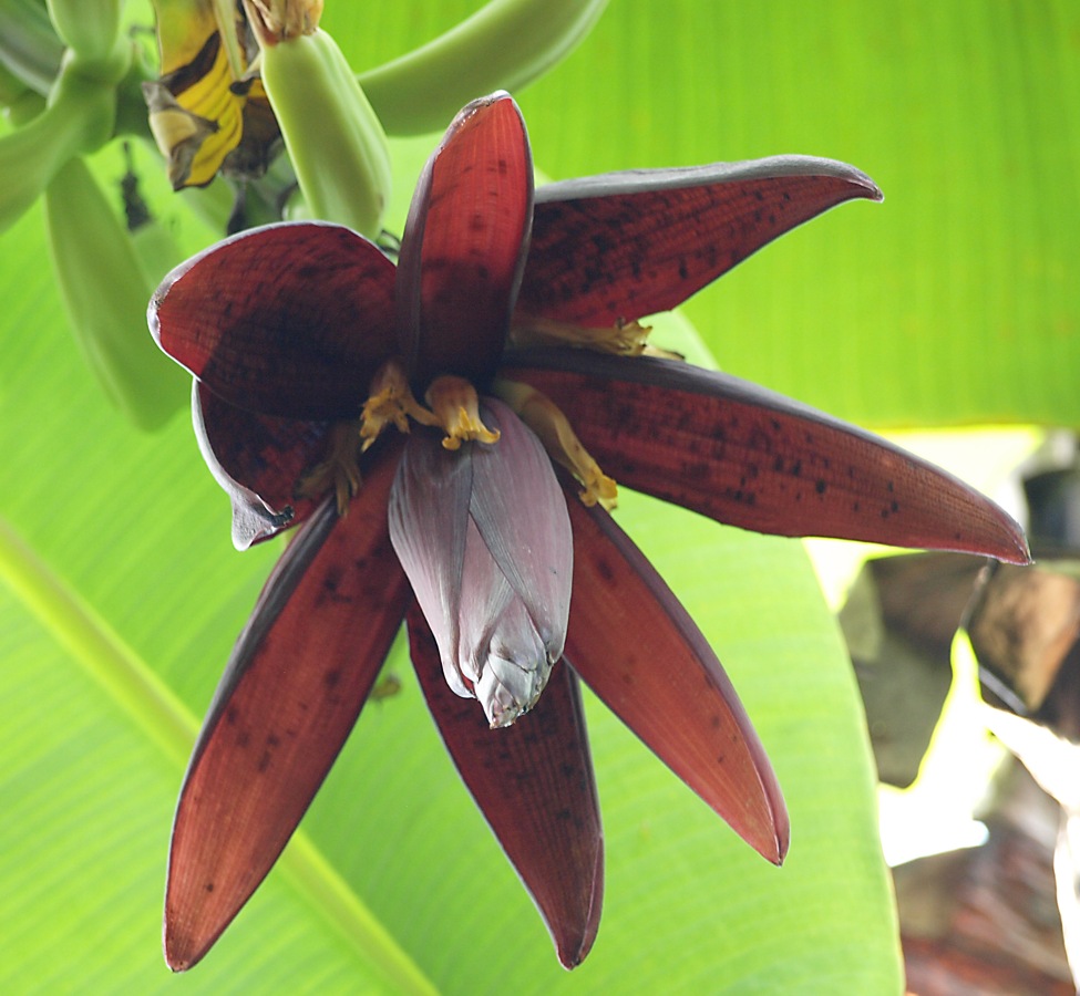 Image of Musa &times; paradisiaca specimen.