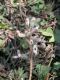 Corydalis подвид congesta