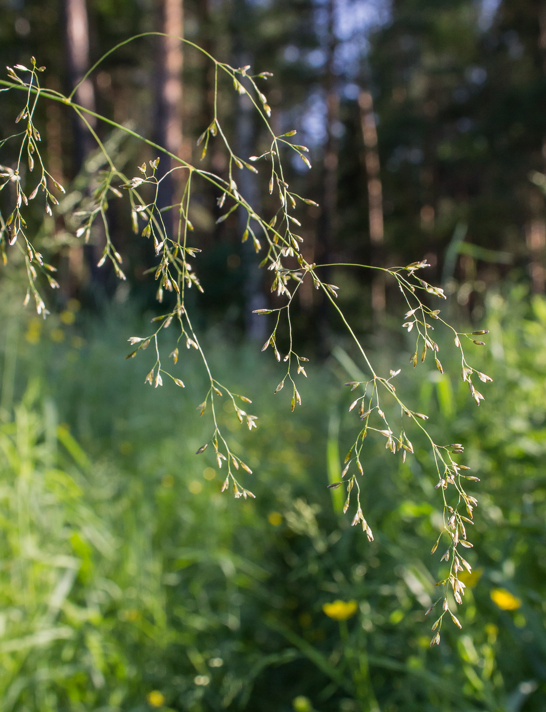 Изображение особи Deschampsia cespitosa.