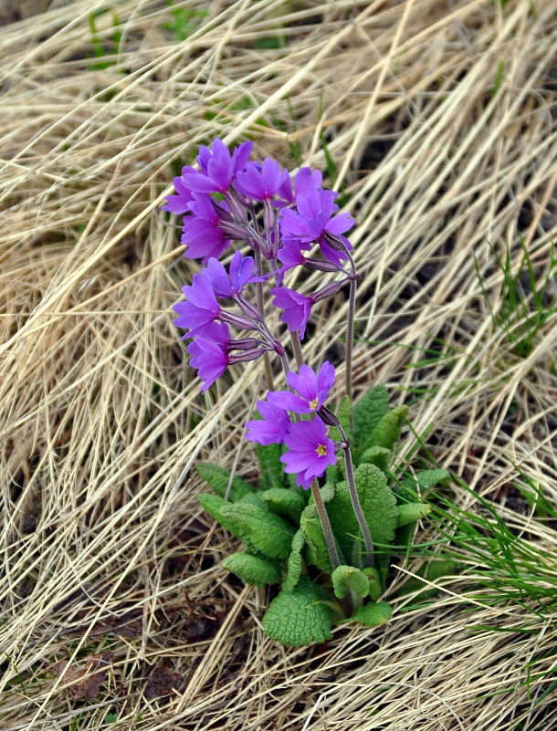 Image of Primula amoena specimen.