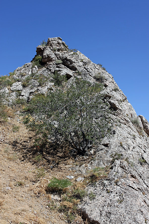 Image of Celtis caucasica specimen.