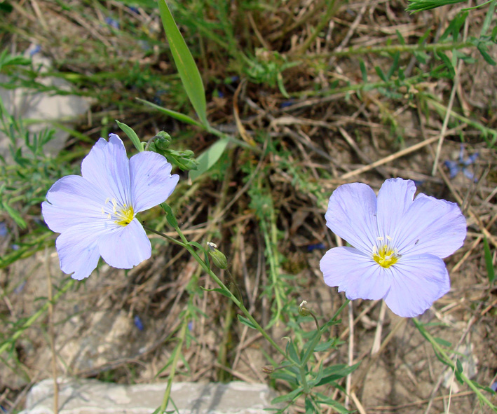 Image of Linum komarovii specimen.