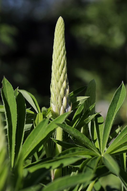 Изображение особи Lupinus &times; regalis.