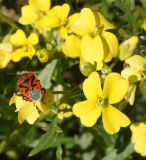 Image of taxon representative. Author is Тамара Риб