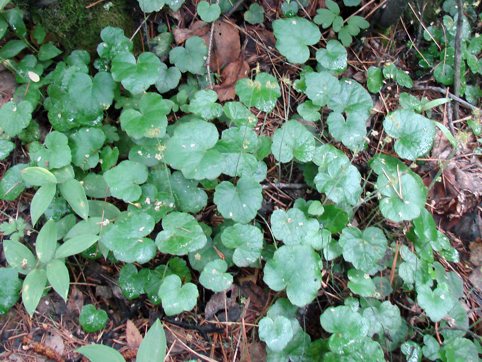 Image of Mitella nuda specimen.