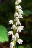 Goodyera repens. Часть соцветия. Свердловская обл., окр. г. Североуральск, травяно-моховой сосняк с елью на известняках. 16.07.2015.