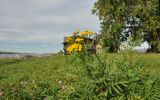 Tanacetum vulgare. Верхушка цветущего растения. Карелия, Онежское озеро, о. Кижи, поляна. 27.09.2015.