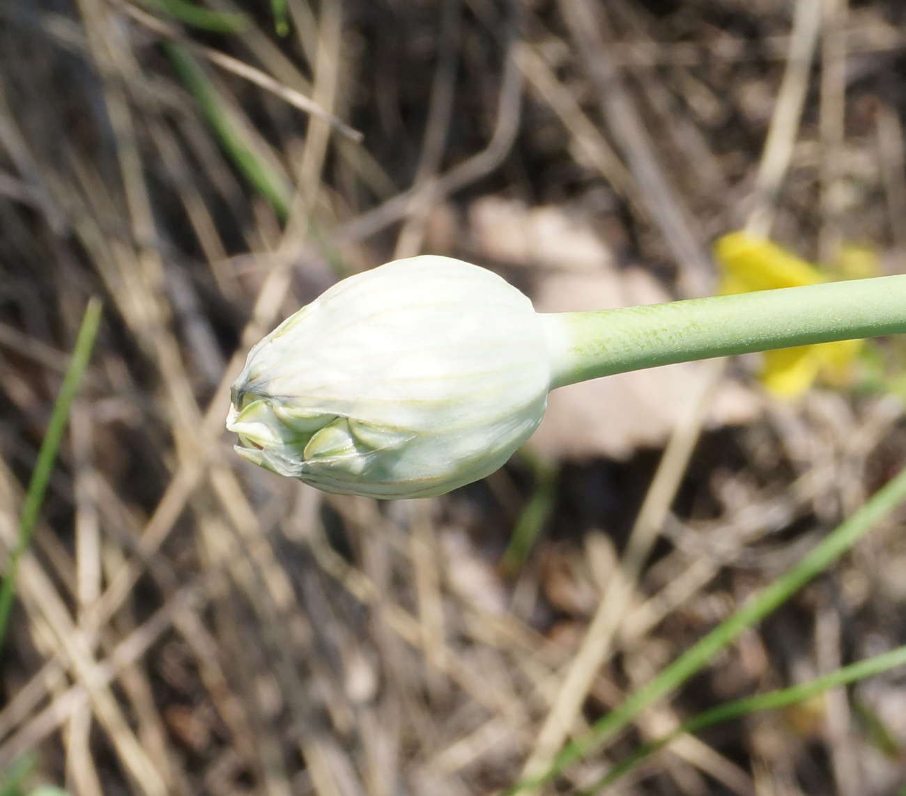 Image of Allium tulipifolium specimen.