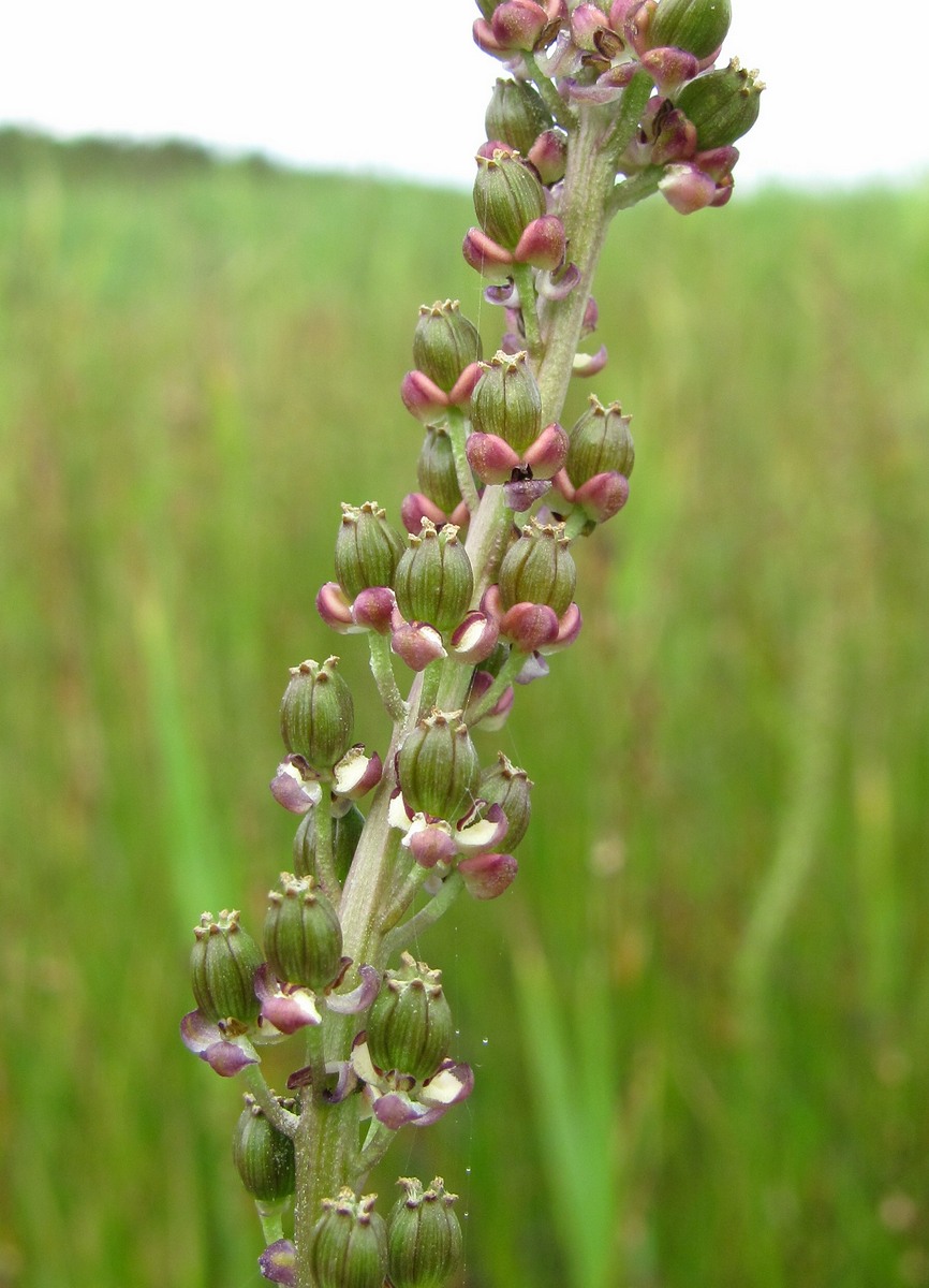 Image of Triglochin maritima specimen.