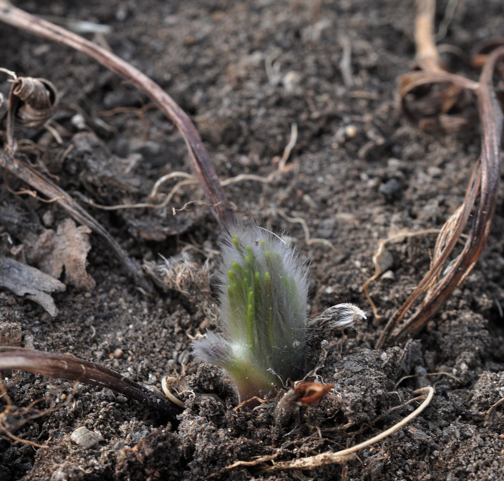 Изображение особи Pulsatilla vulgaris.