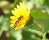 Calendula arvensis