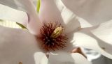 Magnolia × soulangeana. Центральная часть цветка. ЮБК, Ялта, ул. Пушкинская, в культуре. 03.04.2016.