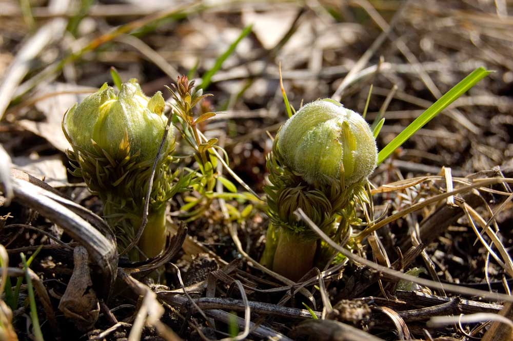 Image of Adonis vernalis specimen.