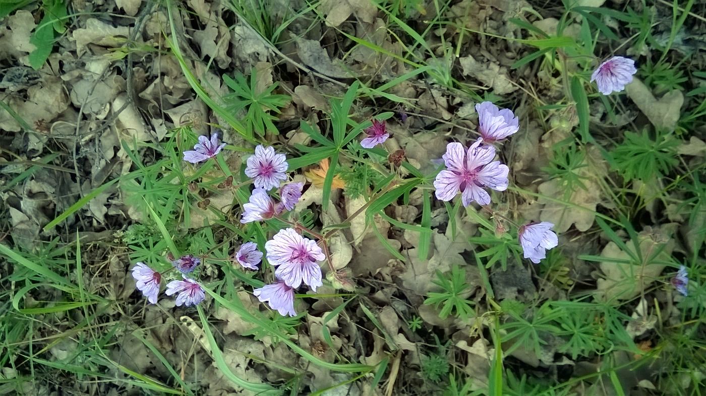 Изображение особи Geranium linearilobum.