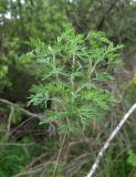 Artemisia abrotanum