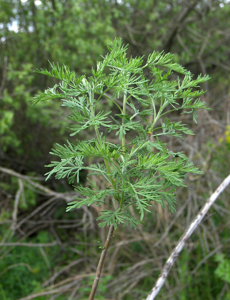 Изображение особи Artemisia abrotanum.