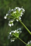 Bunium microcarpum