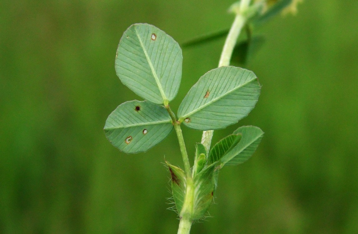 Image of Trifolium campestre specimen.