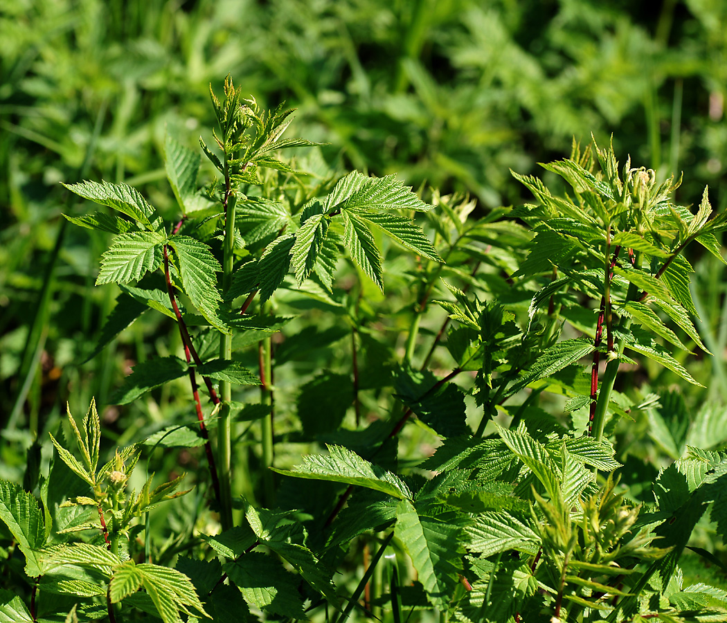 Изображение особи Filipendula ulmaria.