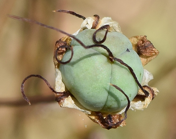 Image of Eremurus soogdianus specimen.