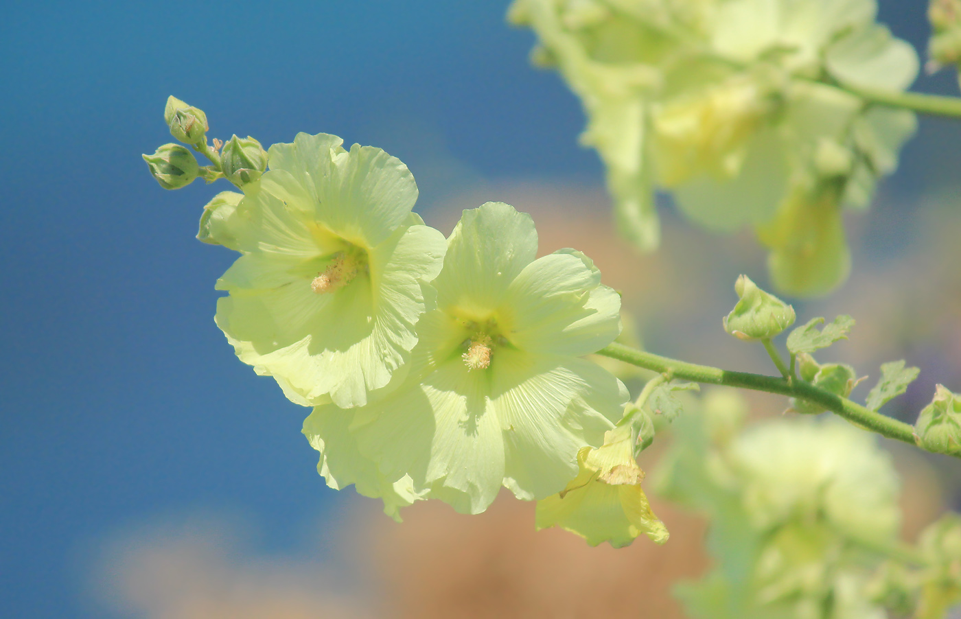 Изображение особи Alcea rugosa.