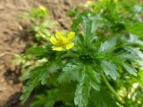 Potentilla supina subspecies paradoxa. Верхушка цветущего растения. Республика Бурятия, пос. Таксимо. 25.06.2016.