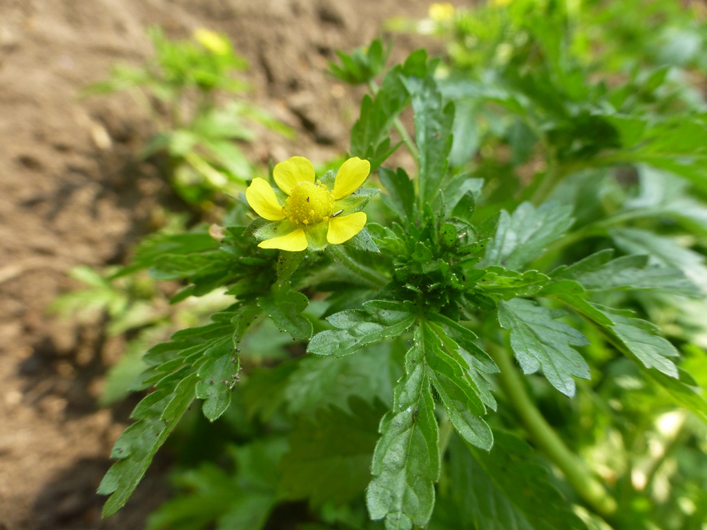 Image of Potentilla supina ssp. paradoxa specimen.