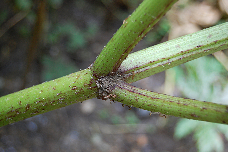 Image of Heracleum mantegazzianum specimen.