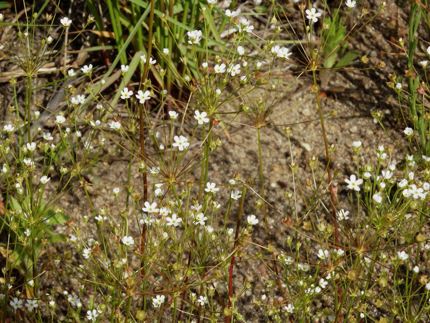 Image of Androsace lactiflora specimen.