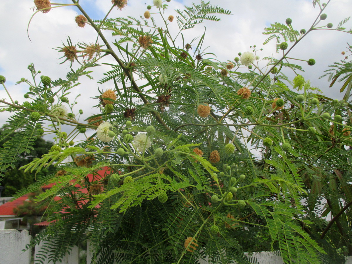 Image of Leucaena leucocephala specimen.